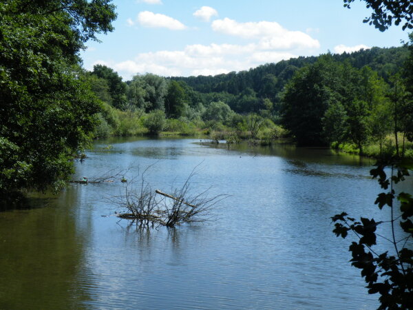 Ein ruhiger Fluss mit klarer Wasseroberfläche, umgeben von dichtem grünen Wald und Sträuchern. Im Wasser sind vereinzelt Äste und Baumstämme sichtbar.