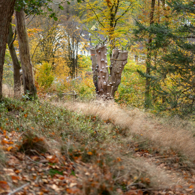 Waldlandschaft im Herbst mit Laubbäumen und einem toten Baumstumpf in der Mitte, der mit Pilzen bewachsen ist. Im Hintergrund sind Gebäude sichtbar.