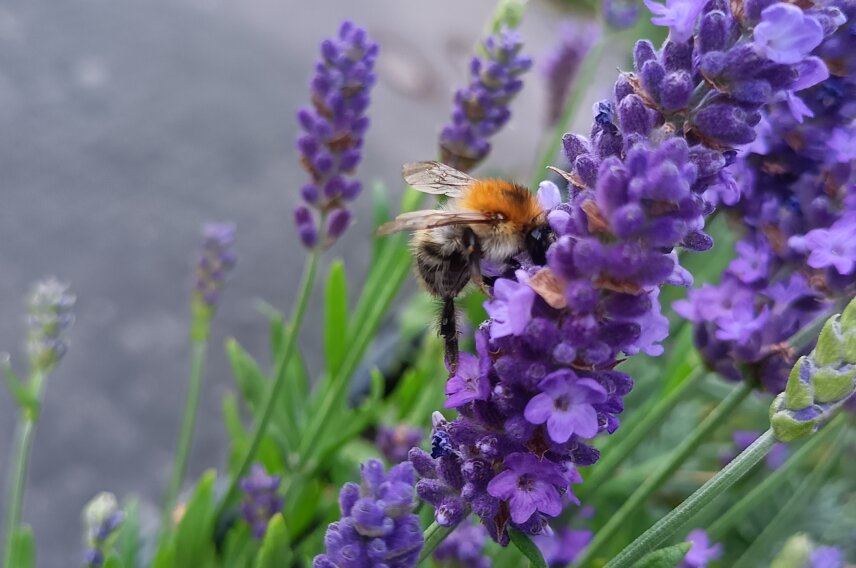 Wildbiene im Lavendel