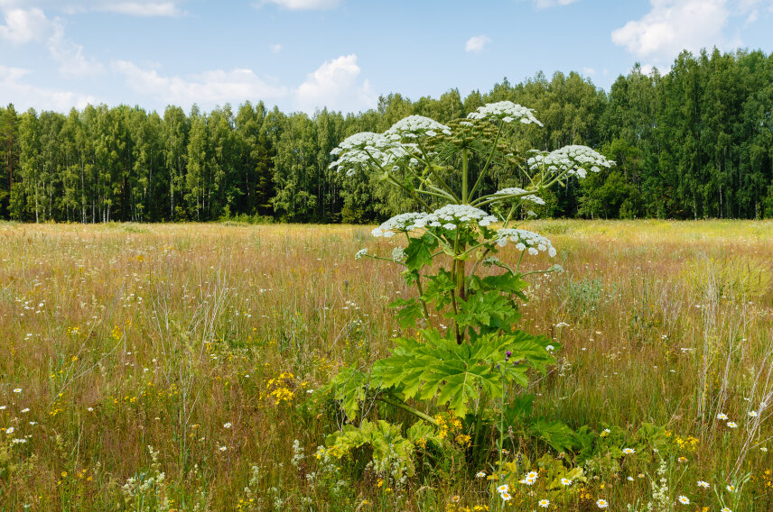 cow parsnip blooms