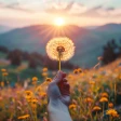 Eine Hand hält eine Pusteblume vor einem Sonnenuntergang in einer blühenden Wiese mit gelben Blumen und Hügeln im Hintergrund.