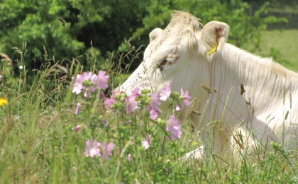 Eine weiße Kuh liegt auf einer Wiese mit hohem Gras und rosa Blüten im Vordergrund. Im Hintergrund sind Bäume zu sehen.
