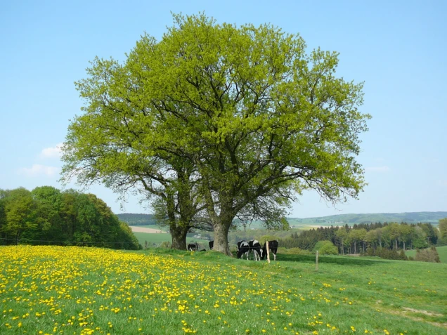 Grüne Wiese mit gelben Blumen, zwei große, blattreiche Eichen in der Mitte, einige schwarz-weiße Kühe unter dem Baum und Wald im Hintergrund unter blauem Himmel.