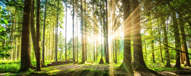 Waldpanorama mit Sonnenstrahlen