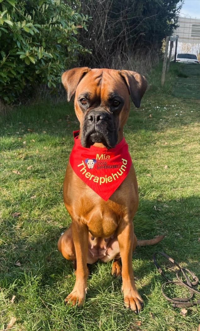 Therapiehund Mia