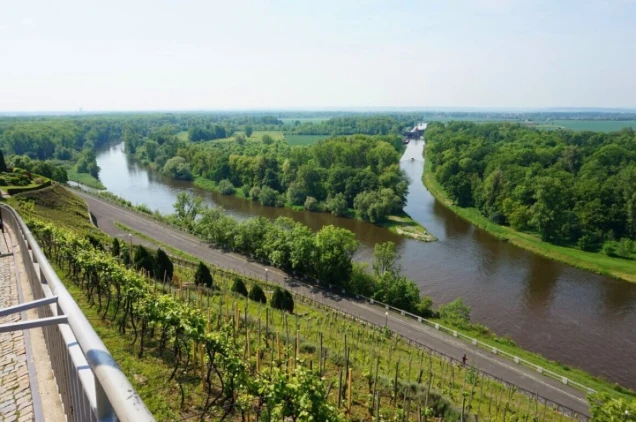 Weinberg mit jungen Reben im Vordergrund, ein Flusslauf mit einer Insel und grüne Wälder im Hintergrund, unter klarem Himmel.