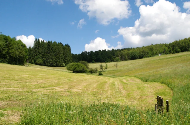 Weite Wiesenlandschaft mit gemähtem Gras im Vordergrund, umgeben von Wald am Horizont. Der Himmel ist blau mit weißen Wolken. Ein Hochsitz ist links sichtbar.