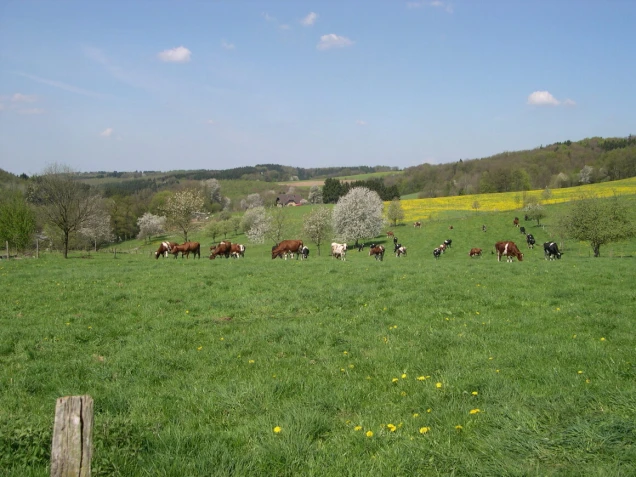 Grüne Wiese mit weidenden Kühen, blühenden Bäumen und gelben Blumen. Im Hintergrund hügelige Landschaft mit Wald und blauem Himmel.