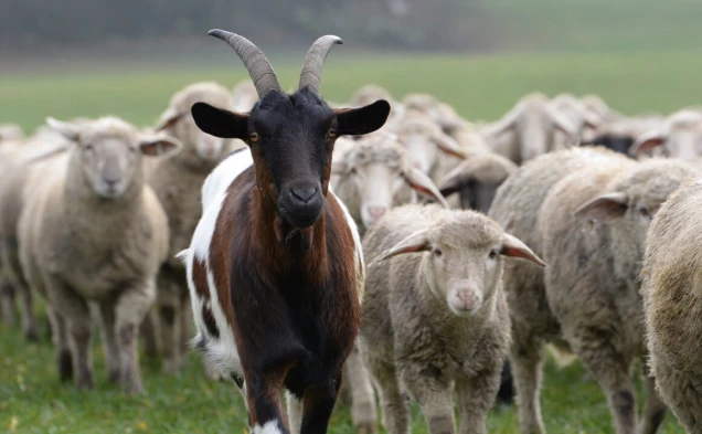 Ziegenbock vor Schafen