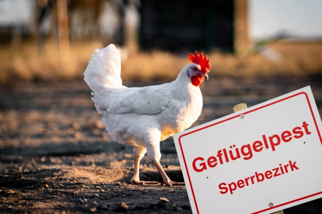 Symbolfoto -  Ausbruch einer Seuche wie etwa der Vogelgrippe in einem dichten Veredelungsgebiet mit vielen Geflügelhaltern.