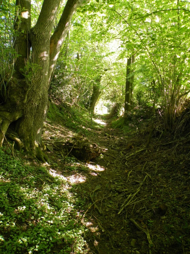 Ein schmaler, von Bäumen gesäumter Waldweg mit Sonneneinstrahlung. Am Boden sind Äste, Blätter und grüne Pflanzen sichtbar.