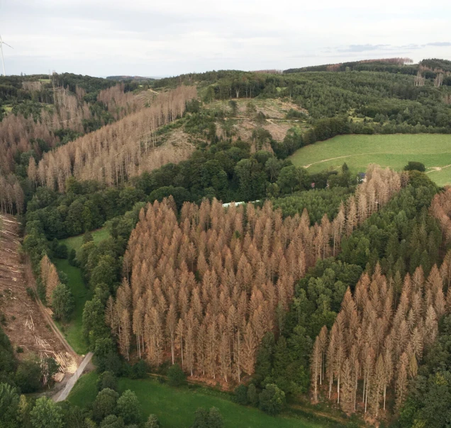 Luftaufnahme einer Landschaft mit Wald und Wiesen. Teile des Waldes zeigen braune, abgestorbene Bäume, während andere Bereiche grün sind. Am Horizont sind Hügel und ein Windrad erkennbar.