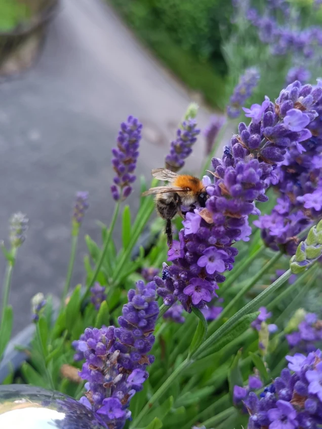 Wildbiene im Lavendel
