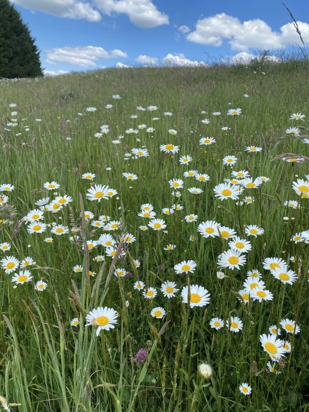 Eine grüne Wiese mit zahlreichen weißen Margeritenblüten mit gelber Mitte, im Hintergrund ein blauer Himmel mit weißen Wolken und Bäumen am Rand.