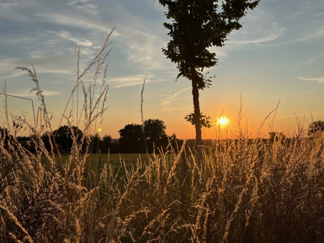 Sonnenuntergang hinter einer Wiese mit hohem, trockenem Gras. Ein einzelner Baum steht in der Bildmitte, weitere Bäume sind im Hintergrund zu sehen.