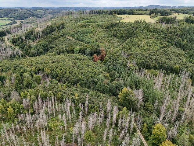 Luftaufnahme eines Waldgebietes mit deutlichen Anzeichen von Waldsterben. Sichtbar sind abgestorbene Bäume mit kahlen Ästen neben grünen, gesunden Bereichen.