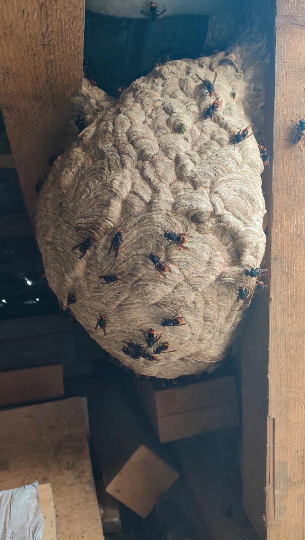 Dieses Nest asiatischer Hornissen fanden Bewohner in einem Hohlraum ihres Garagendachs in Marienheide. (Foto: Thomas Beissel)