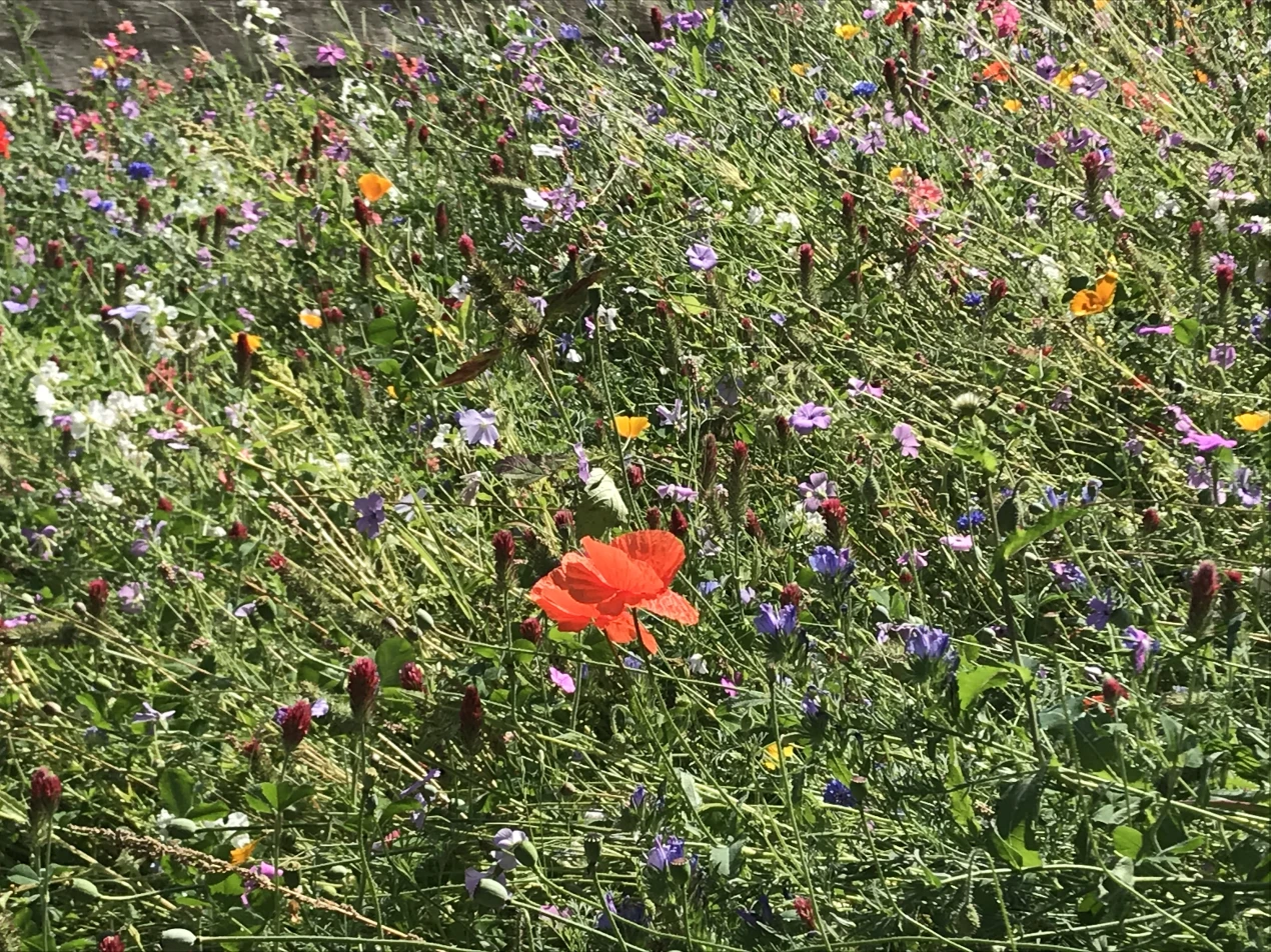 Eine Wildblumen-Wiese ist nicht nur schön, sie lockt auch Insekten an. (Foto: OBK)