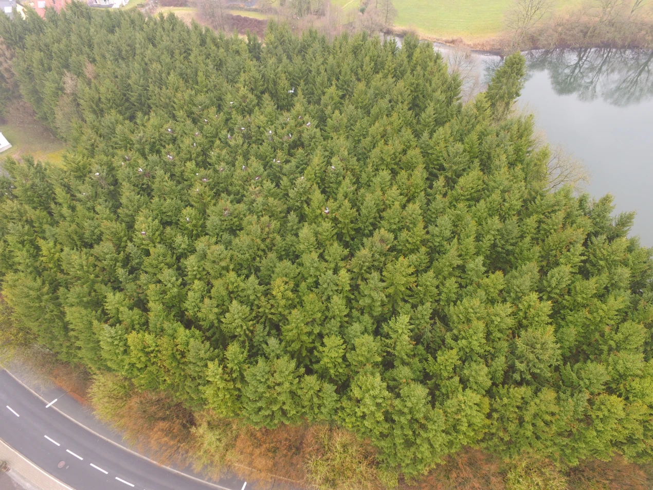 Das Umweltamt des Kreises hat Dronenaufnahmen angefertigt, um die Graureiherpopulation zu erfassen.  (Foto: OBK)