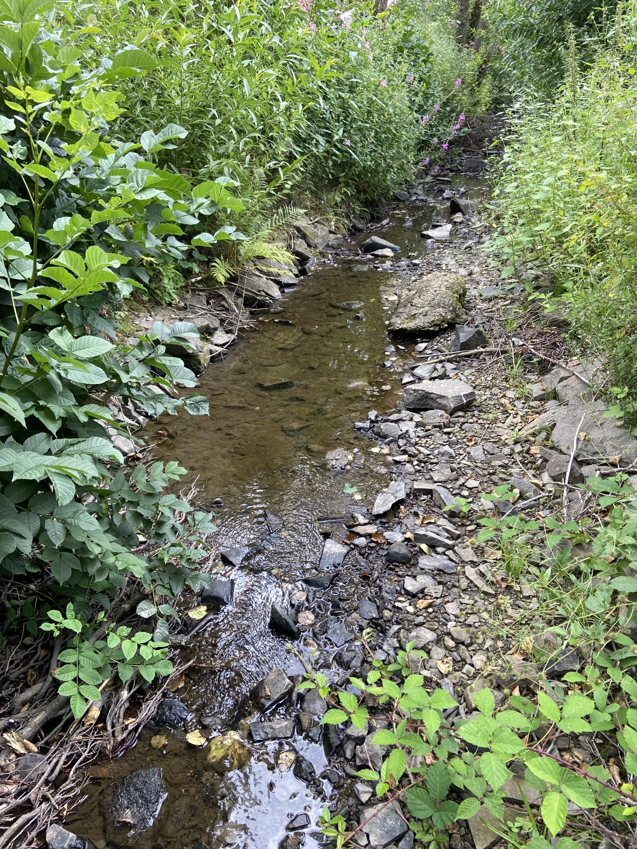 Aufgrund der anhaltenden Trockenheit führen viele Bäche und Flüsse aktuell wenig Wasser. (Foto: OBK)