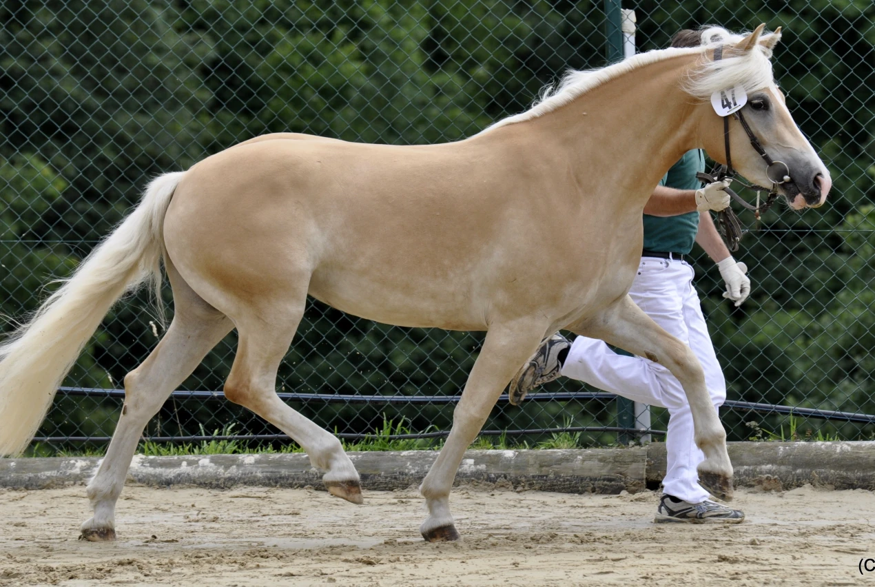 2012 B 47 Rödder: Typ- und bewegungsstark beeindruckte die Haflingerstute Wolke von Manfred Rödder die Bewertungskommission. (Foto: OBK)