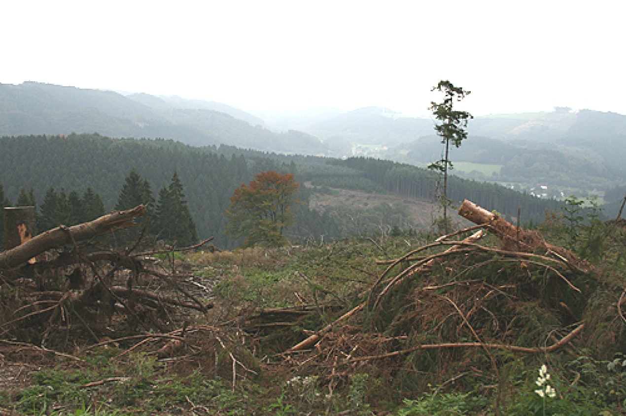 An der Kahlstelle verbleiben einzelne Bäume als Nahrungsquelle für Vögel. (Foto: OBK) 
