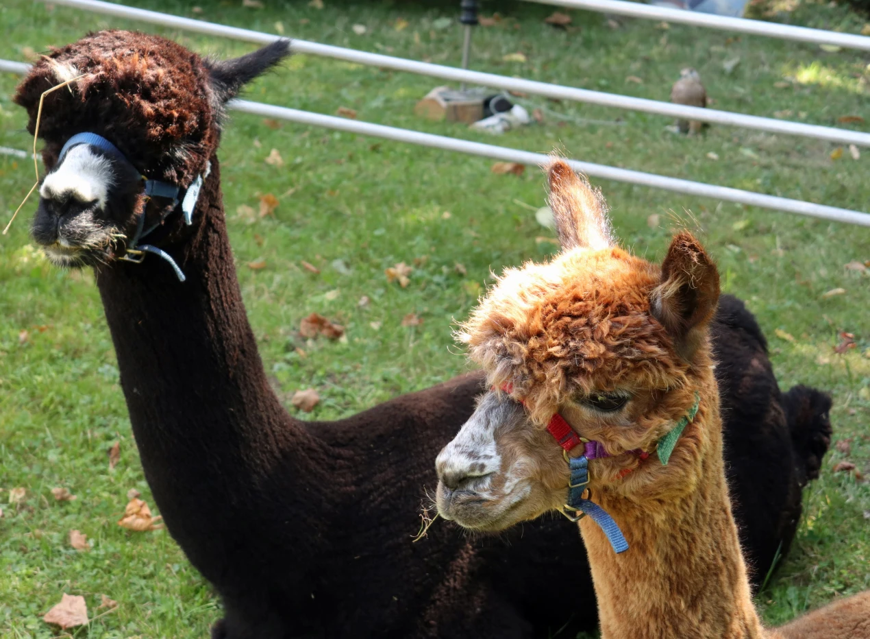 Auch Alpakas gehörten zu den tierischen Repräsentanten der Bergischen Kulturlandschaft. (Foto: OBK)