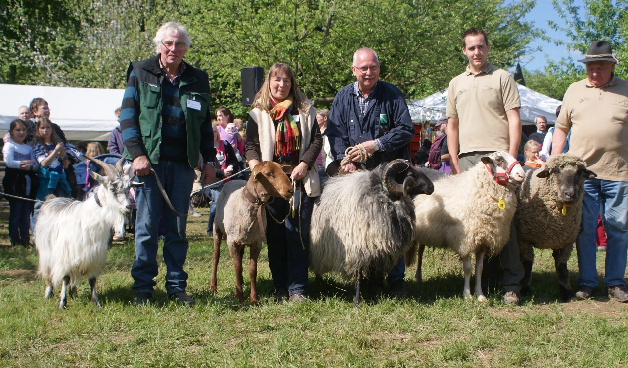 Schafe auf der Kreistierschau. (Foto: OBK)
