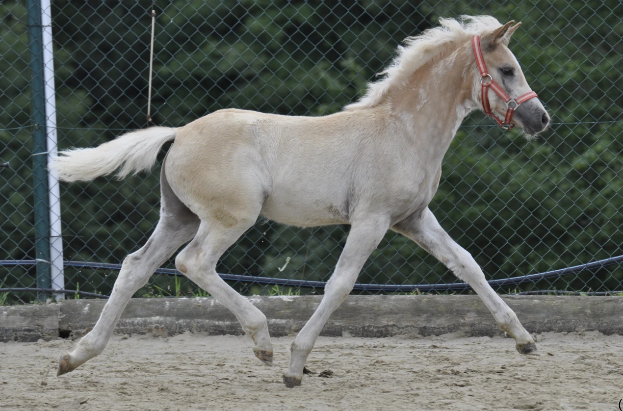 2012 B 74 Rödder: Mit traumhaften Bewegungen und enormem Typ wusste Manfred Rödders Haflinger-Hengstfohlen die Kommission zu beeindrucken. (Foto: OBK)