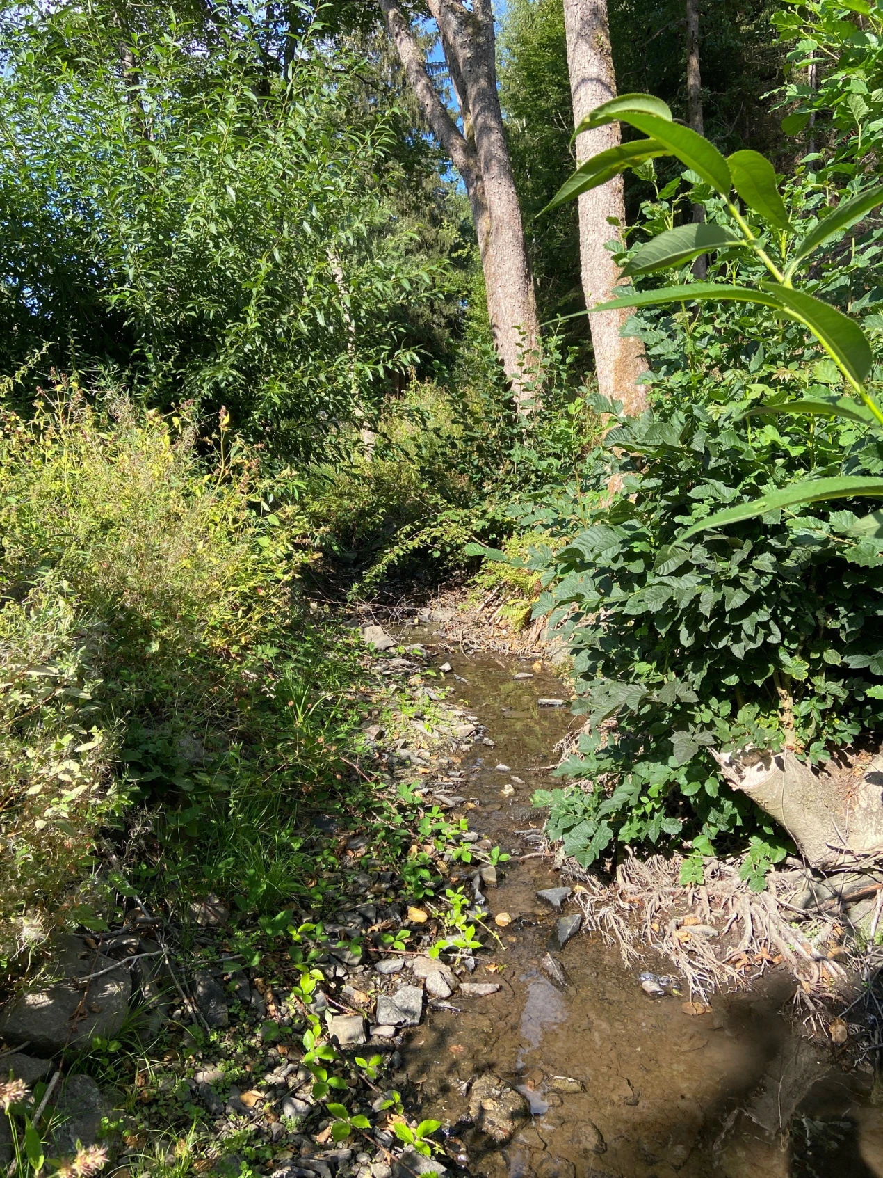 Aufgrund der anhaltenden Hitze führen auch die Bäche im Oberbergischen Kreis aktuell deutlich weniger Wasser. Auf Wasserentnahmen sollte hier verzichtet werden.(Foto: OBK)