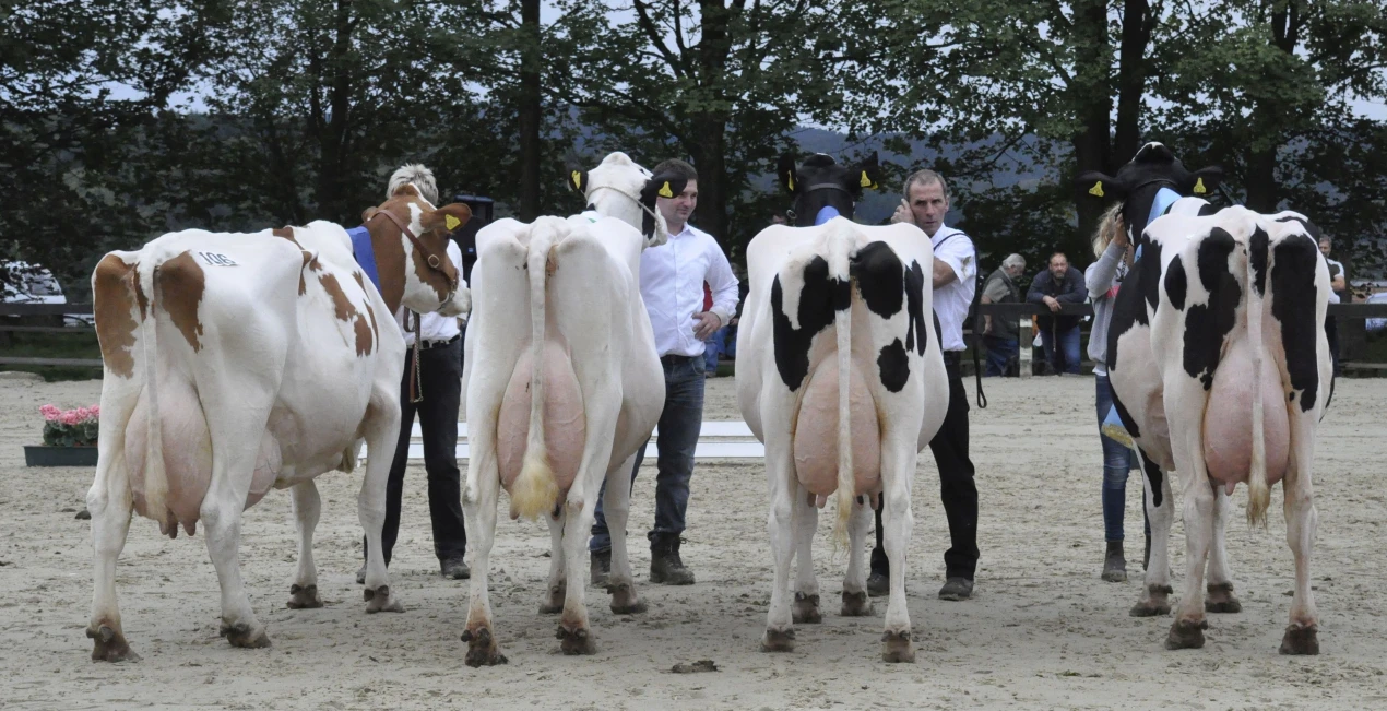 v.l.n.r: Mandy von Markus Theunissen, Wipperfürth (Siegerin 2011), Laurin von der Landwehr GbR, Bergisch Gladbach (Siegerin 2012), Galante von Christoph Hamacher, Kürten (Siegerin 2014) und Madeira von Bernd Lohmann, Hückeswagen, die Miss Bergisch Land 2015. (Foto: OBK)