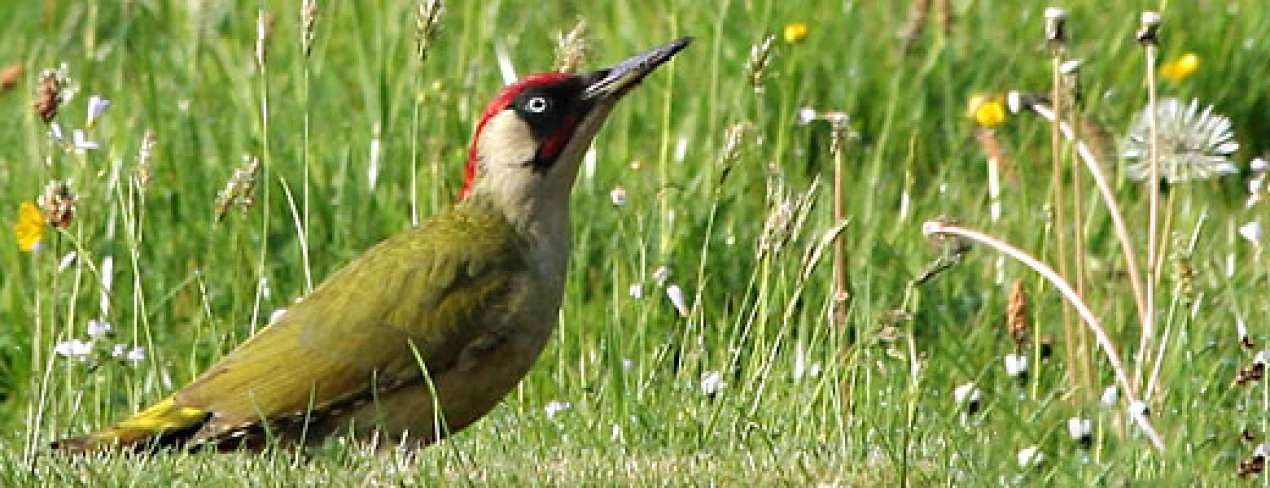 Der Grünspecht steht im Museum Haus Dahl des Oberbergischen Kreises am Sonntag, 3. August, im Mittelpunkt. (Foto: NABU, T. Munk)