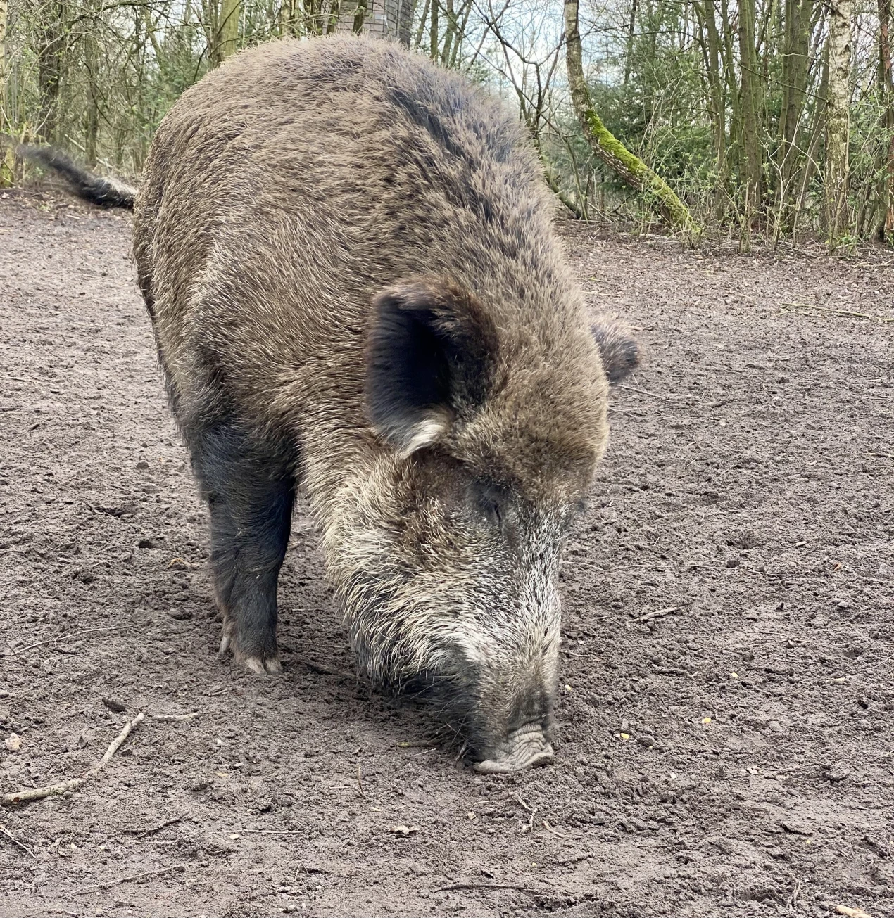Die Afrikanische Schweinepest befällt ausschließlich Haus-und Wildschweine und ist für Menschen ungefährlich. (Foto: OBK)