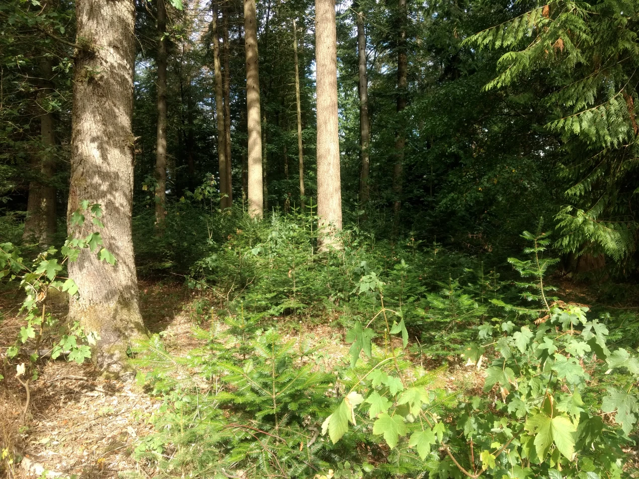 In diesem Herbst startet das Exkursionsprogramm für Waldbesitzerinnen und Waldbesitzer. (Foto: OBK)