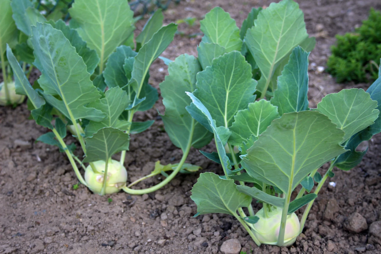 Vor dem Verzehr von beispielsweise Kohlrabi, der auf Böden gewachsen ist, die mit Schwermetallen angereichert sind, empfiehlt der Kreis, bestimmte Hinweise zu beachten. (Foto: OBK) 