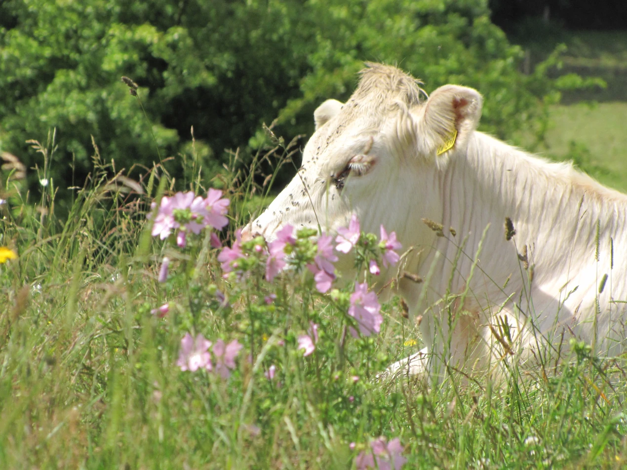 Titelfoto des Werbeplakats "Bergischer Landschaftstag 2014" (Foto: Biologische Station Oberberg)