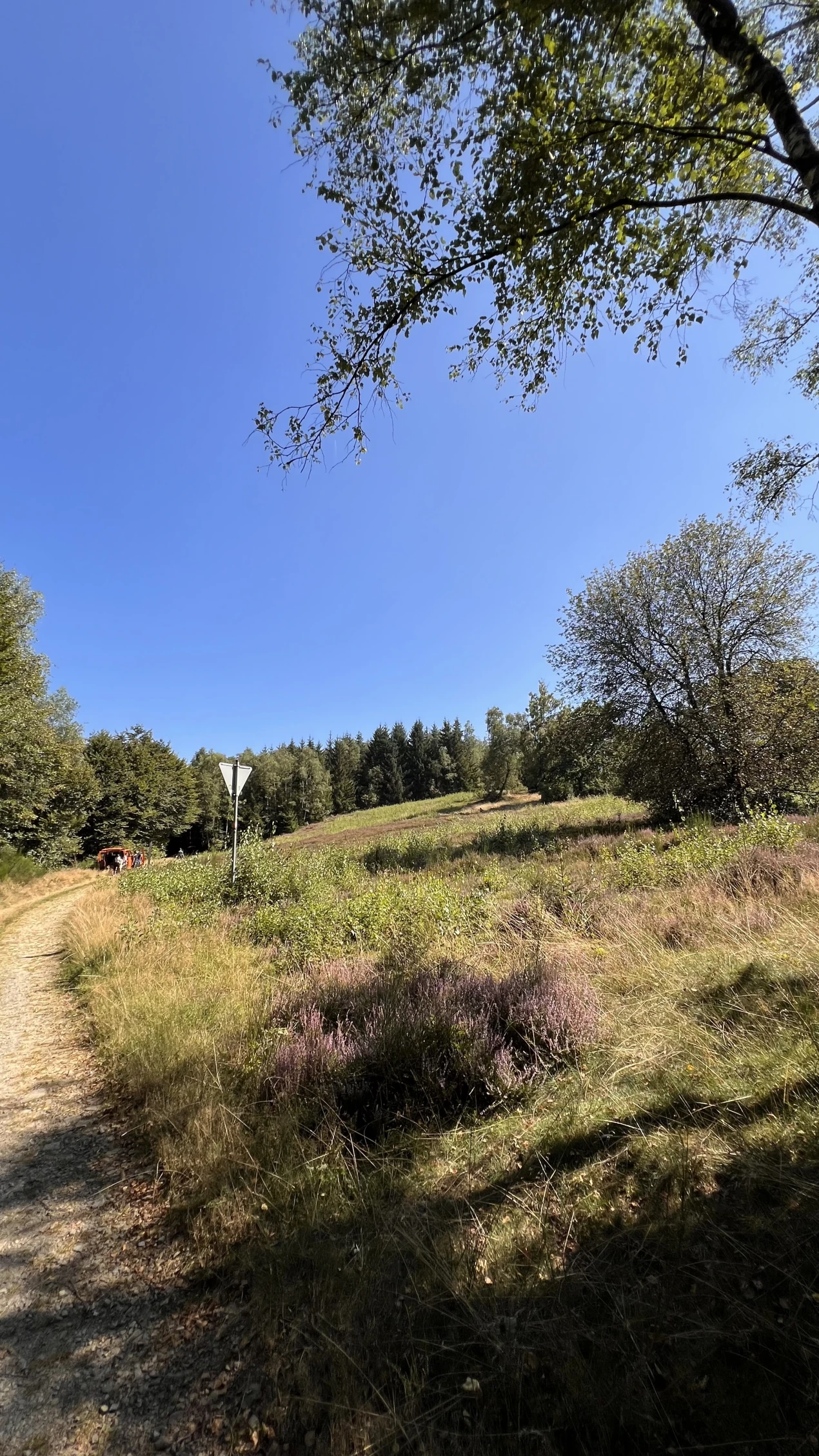Die Wacholderheide in Reichshof-Branscheid: Beim Social Day halfen die Auszubildenden dabei, diese ökologisch wertvolle Kulturlandschaft zu erhalten (Foto: OBK).