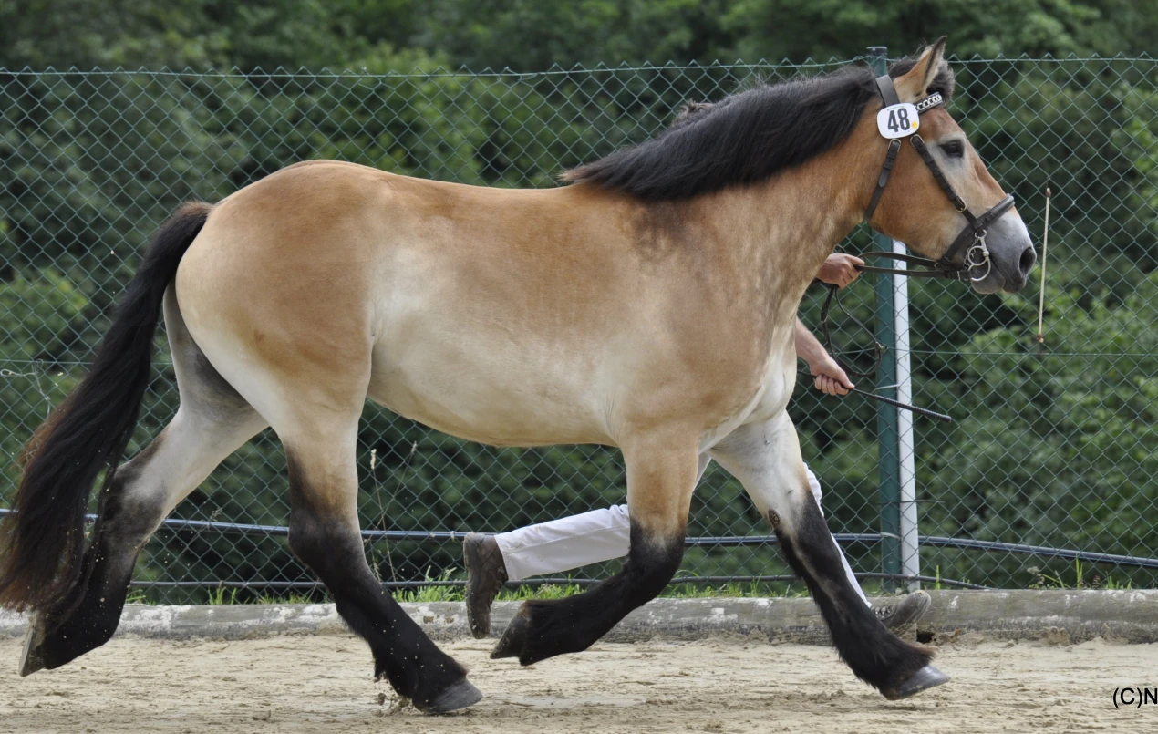2012 B 48 Höller: Meike Höllers Kaltblutstute Elli präsentierte sich groß liniert und mit viel Kaliber. (Foto: OBK)