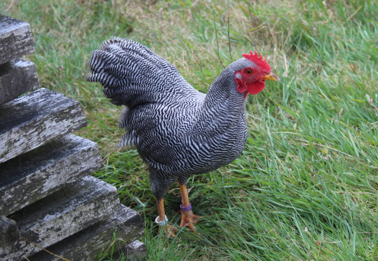 Das Veterinär- und Lebensmittelüberwachungsamt des Oberbergischen Kreises verhängt über das gesamte Kreisgebiet eine Aufstallpflicht für Geflügel. (Foto: OBK)