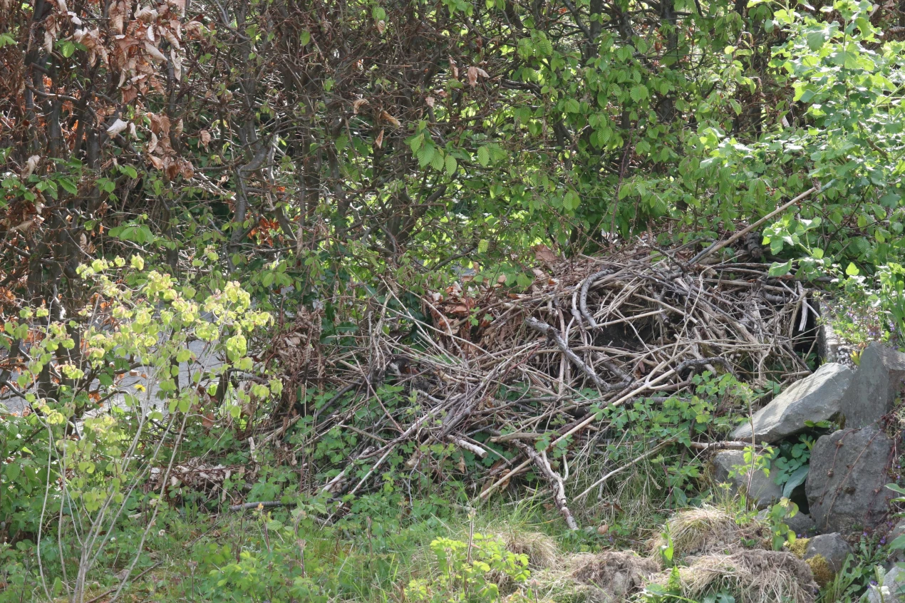 Ein Hügel aus Strauchschnitt bietet dem Igel Sicherheit im Garten. (Foto: OBK)  
