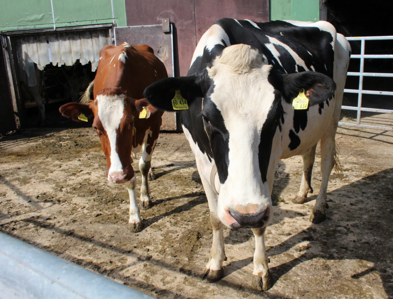 Rotbunte und Schwarzbunte sind die beiden Rassen, die auf dem Betrieb in Wipperfürth-Gerhardsfeld gezüchtet werden. (Foto: OBK) 