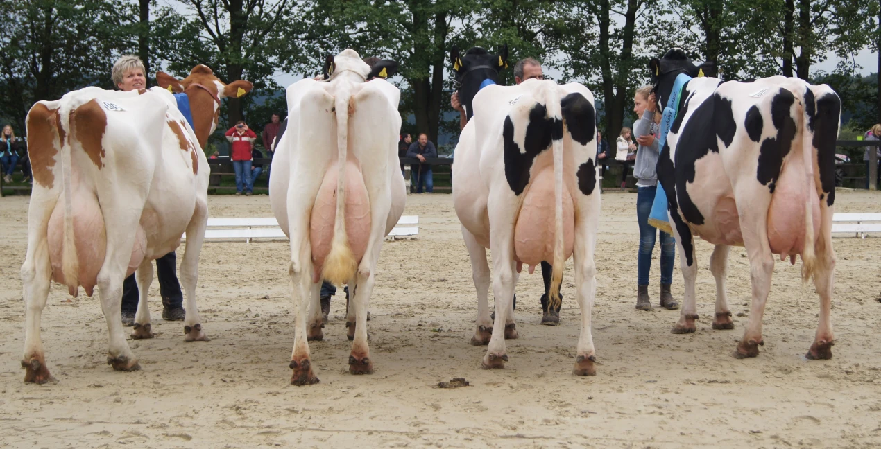 v.l.n.r: Mandy von Markus Theunissen, Wipperfürth (Siegerin 2011), Laurin von der Landwehr GbR, Bergisch Gladbach (Siegerin 2012), Galante von Christoph Hamacher, Kürten (Siegerin 2014) und Madeira von Bernd Lohmann, Hückeswagen, die Miss Bergisch Land 2015. (Foto: OBK)