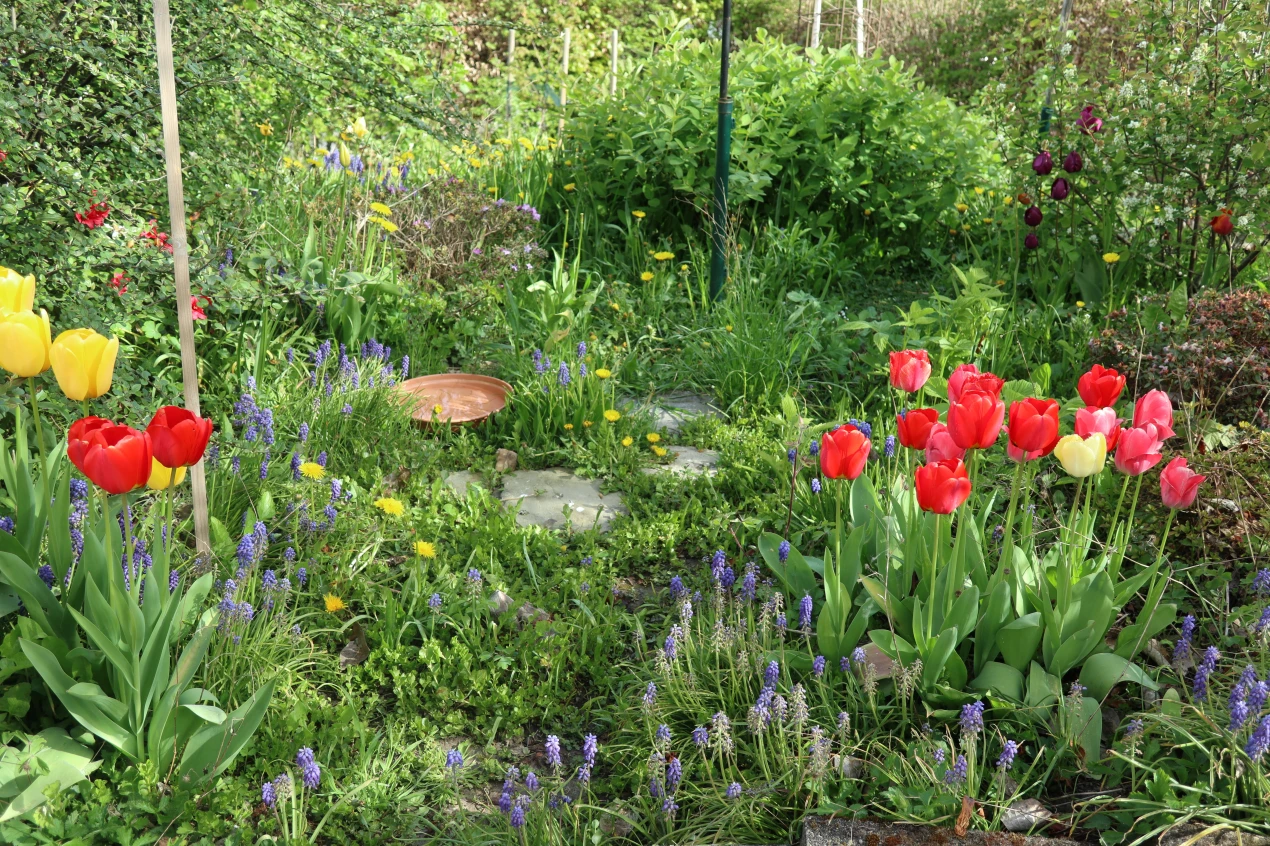 Ein insektenfreundlicher Garten mit vielen Blühpflanzen ist auch ideal für Igel, weil sie sich vorrangig von Insekten ernähren. (Foto: OBK)   
