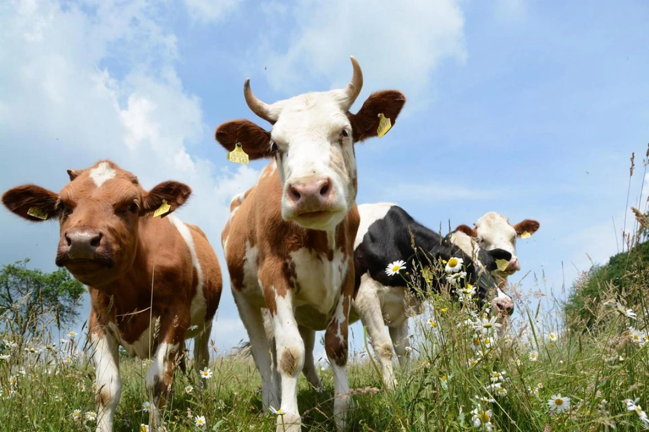 Der Anteil des ökologischen Landbaus soll langfristig weiter ausgebaut werden.(Foto: OBK)