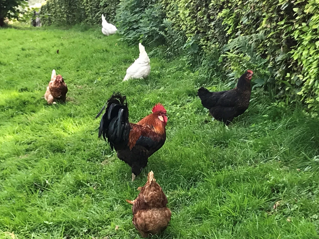 Das Veterinär- und Lebensmittelüberwachungsamt des Oberbergischen Kreises weist auf das Risiko einer Einschleppung des Geflügelpestvirus hin. (Foto: OBK)