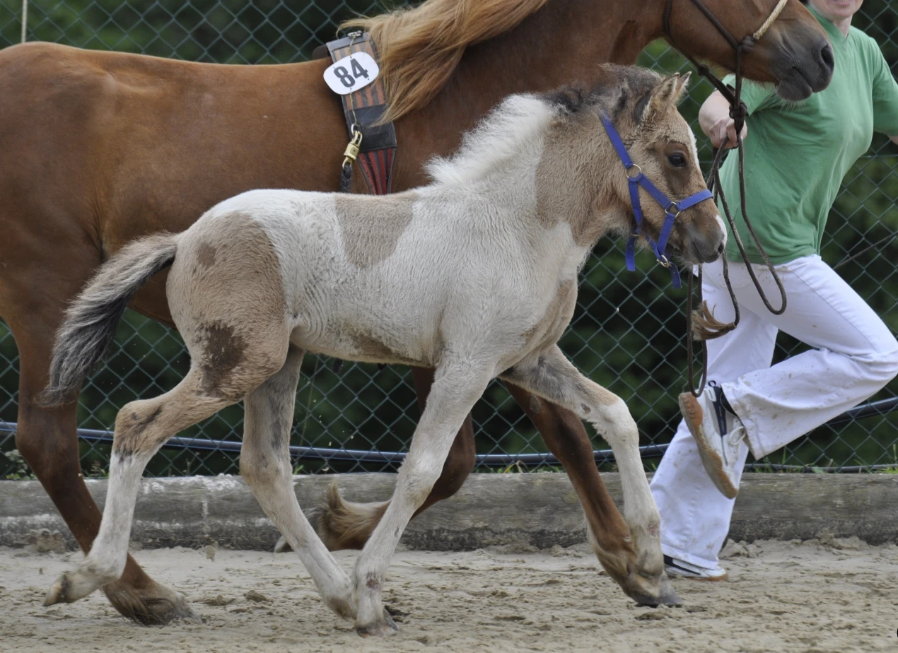 2012 B 84 Becher: Jahr für Jahr liefert der Isländer-Hengst Lettfeti beste Fohlen wie dieses, das von Heike Becher vorgestellt wurde. (Foto: OBK)