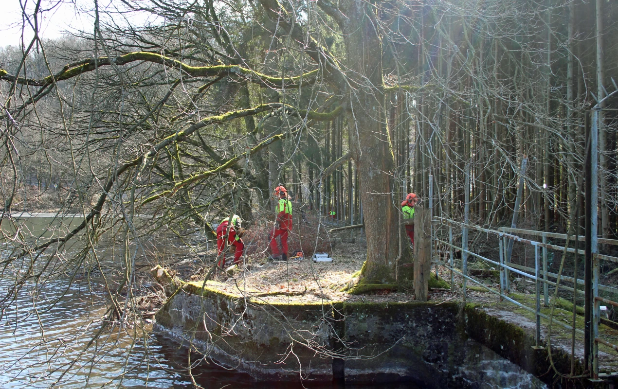 Fällarbeiten am Beverdamm im Bereich des Wehres. (Foto: OBK)   