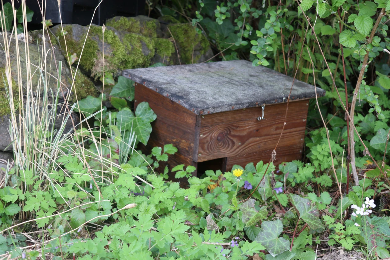 Ein (selbstgebautes) Igelhaus bietet den nachtaktiven Tieren ein sicheres Zuhause im heimischen Garten. (Foto: OBK) 