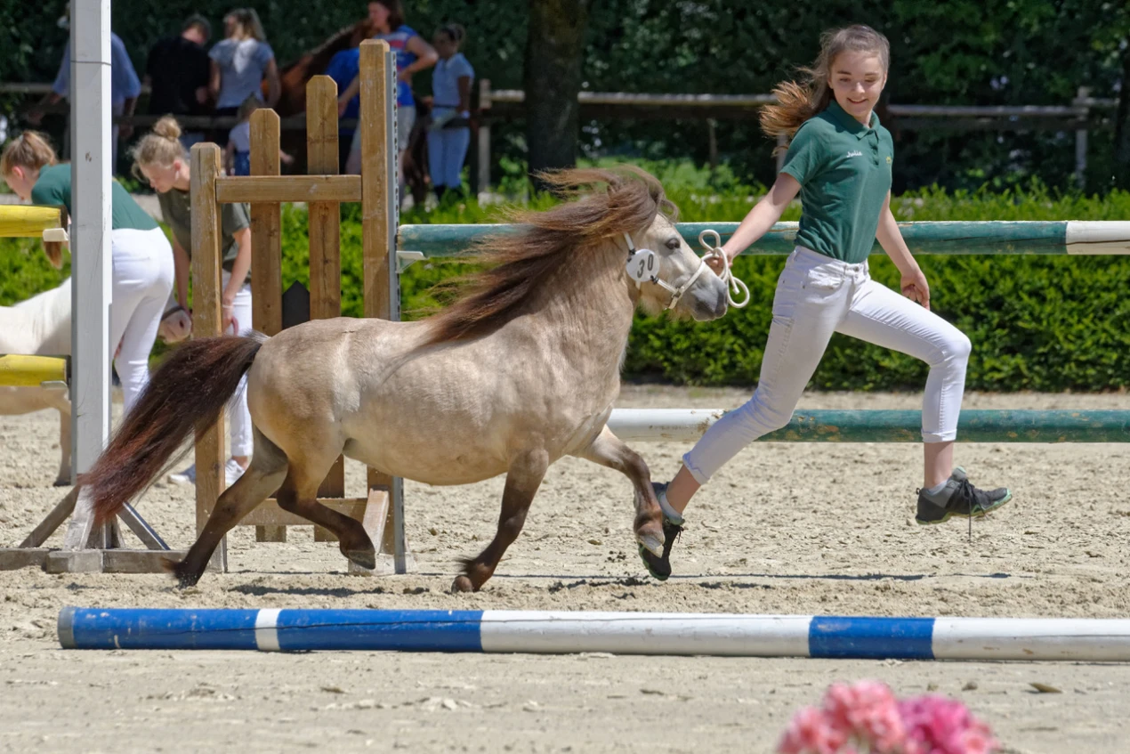 Pferde von klein bis groß; und alle machen Spaß! (Foto: OBK)