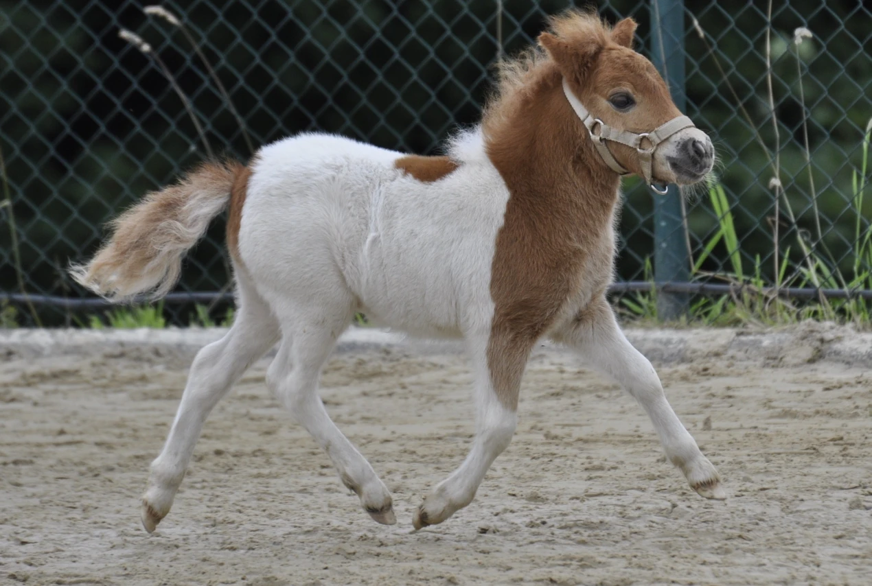 2012 B 65 Schneider: Klein aber oho, das Mini-Shetland-Goldfohlen der Familie Schneider aus Olpe. (Foto: OBK)